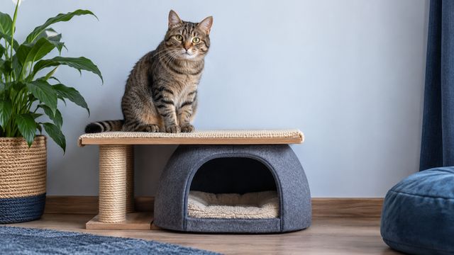 Домашние укрытия для кошки: чем отличаются полка и закрытый домик